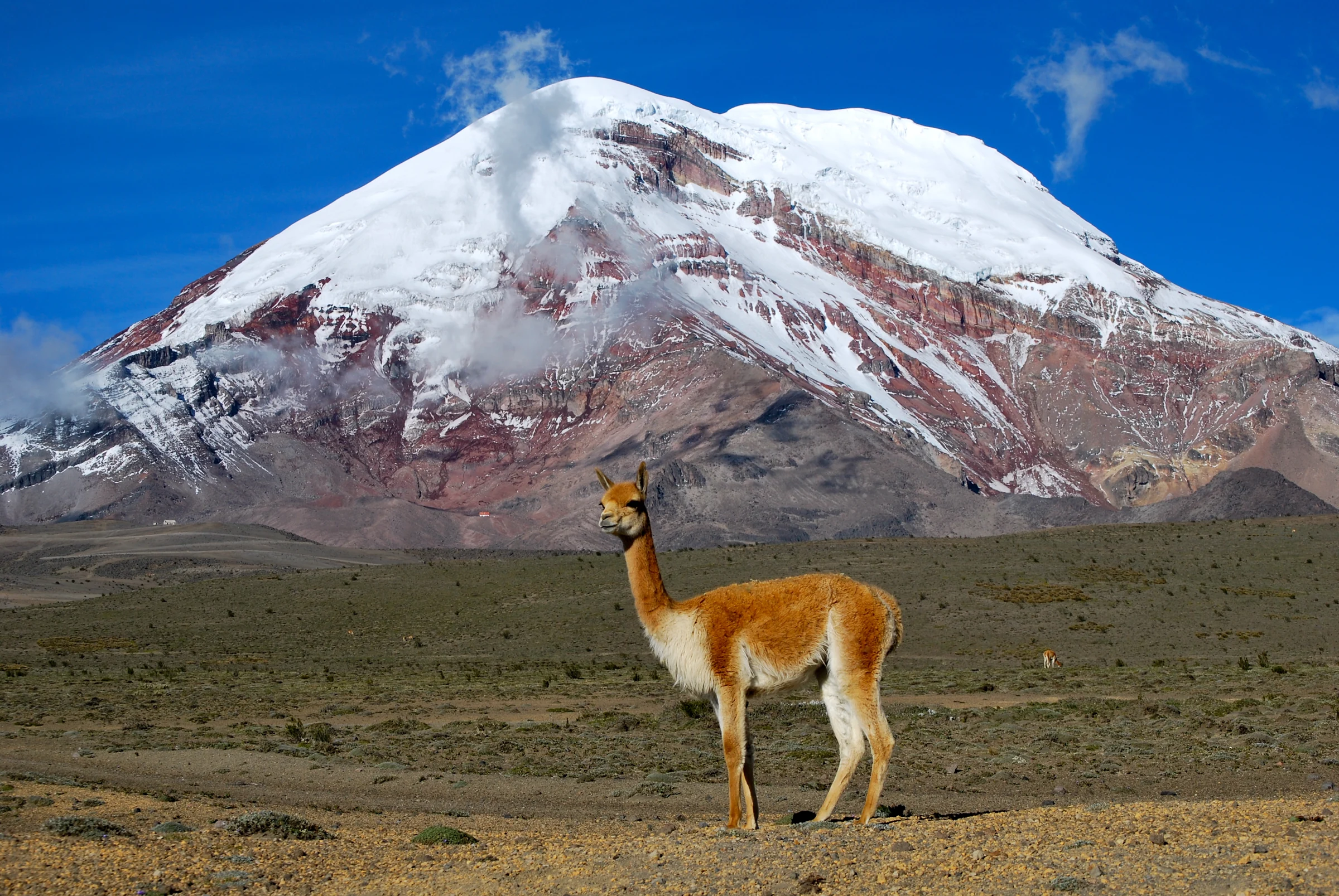 Una vicuña frente al Chimborazo, Ecuador
